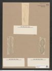 Navicula coarctata Ehrh. (de-Toni-Nr.: Genus 1, Species 263) Zeichnungen Sammlung Grunow Nr. 606 (NHMW-BOT-W0366966)